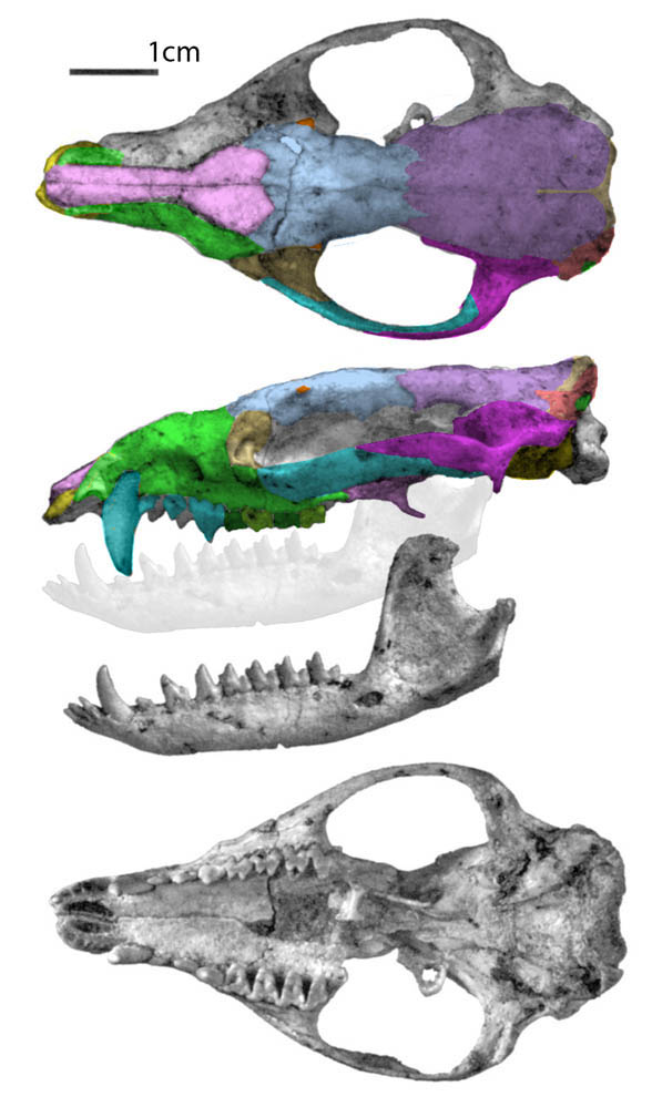 Pucadelphys and Hapalodectes IVPP V5235